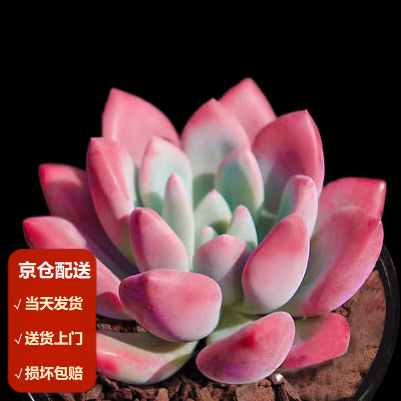 墨一(moyi)多肉植物带盆栽好肉肉植物组合绿植花卉盆栽 青星美人 4