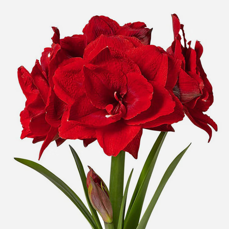 塔莎的花园朱顶红重瓣种球地栽球根花卉植物阿弗雷花孔雀源头直发包邮 樱桃妮芙 直径6-7cm国产 其他