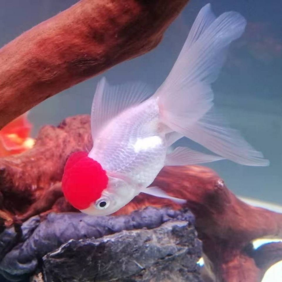 鹤顶红头帽小金鱼活体冷水观赏鱼好养耐活招财狮子头淡水鸿运当头