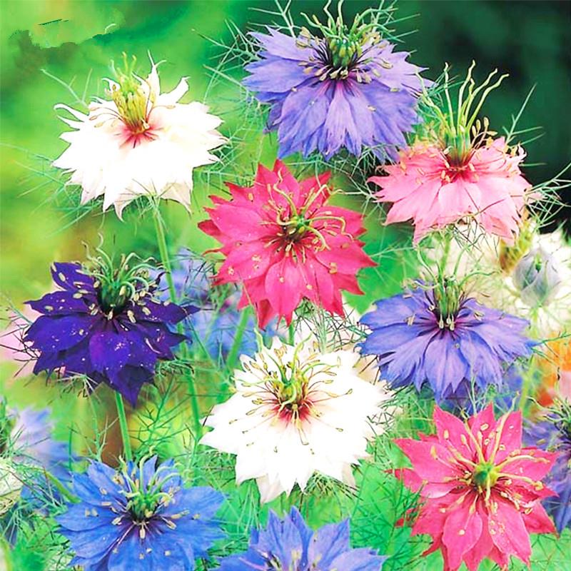 种子花种子庭院室内阳台四季易种开花香草艾草种籽花种籽子 波斯宝石