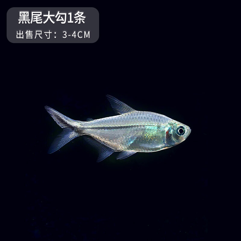 [京选推荐]黑尾大勾灯鱼中大型热带灯鱼群游灯鱼淡水鱼水族活体鱼宠物