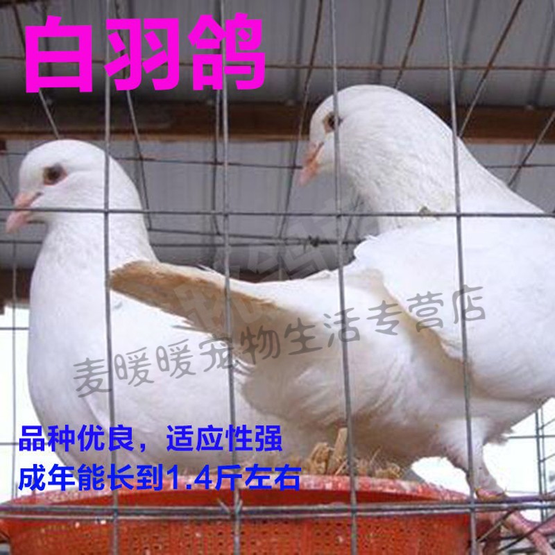 鸽子活体下蛋土鸽鸟类活宠物鸽落地王鸽子家养老鸽子便宜易活幼鸽