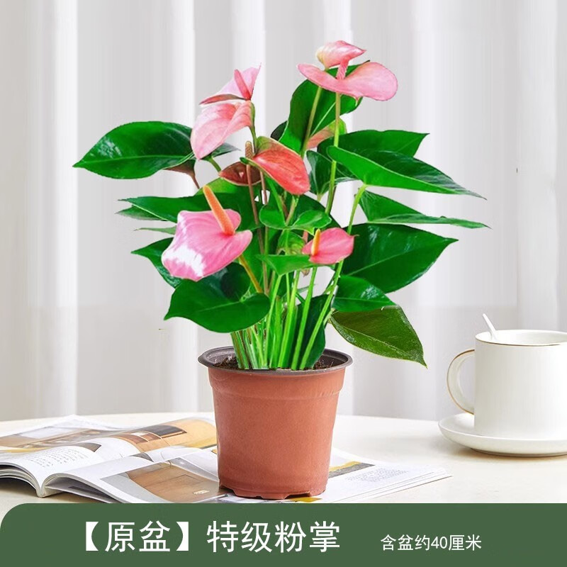 绿荫巷子粉掌盆栽红掌一帆风顺花卉植物室内好养绿植特级粉掌四季开花