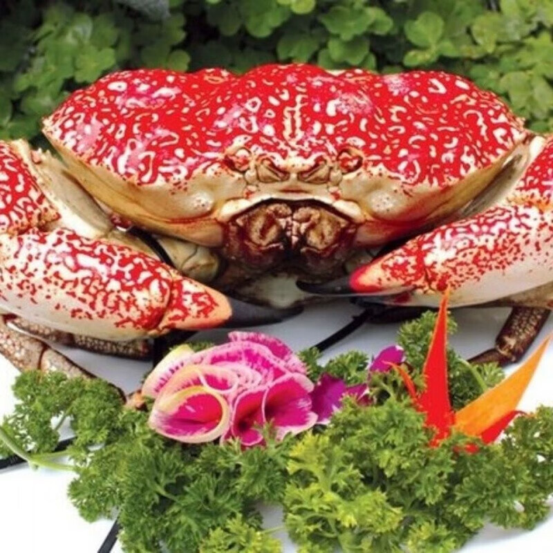 【活鲜】 鲜活澳洲皇帝蟹巨蟹拟滨蟹超大螃蟹进口海鲜水产帝皇蟹 8.0-8.5斤/1只