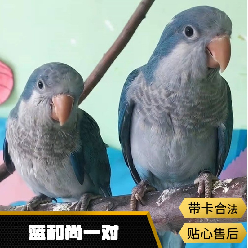 太阳鹦鹉和尚活体小太阳鸟活体鸟带标识合法鸟宠物观赏鸟家养宠物活体