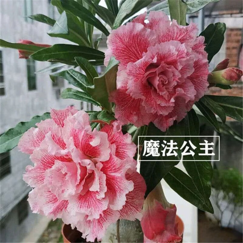 花卉查这个商品的价格走势|花卉价格走势图