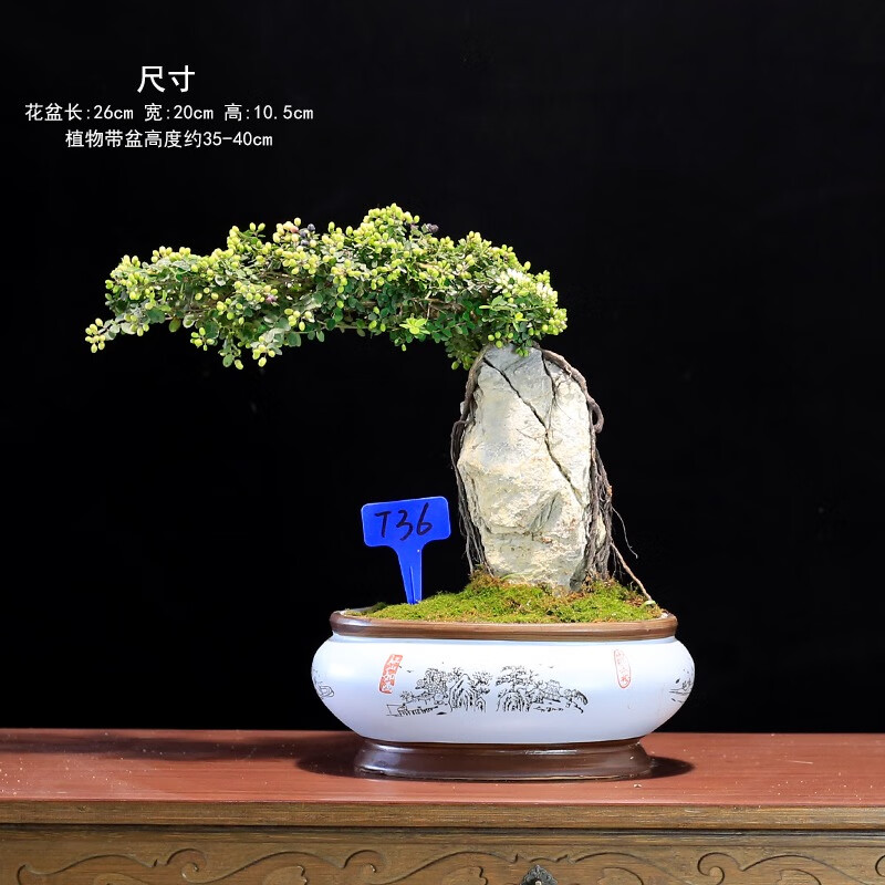唐花芬阁附石盆景铁包金树抱石提根假山盆景树桩植物室内绿植艺术盆栽