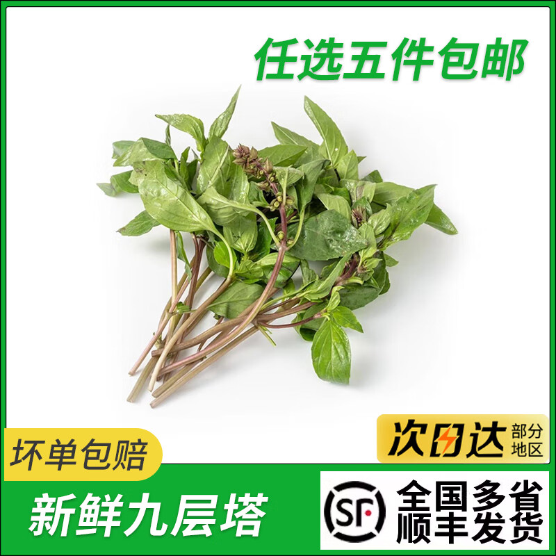 新鲜九层塔食用金不换三杯鸡冬阴功食材香料西餐配菜新鲜蔬菜 新鲜