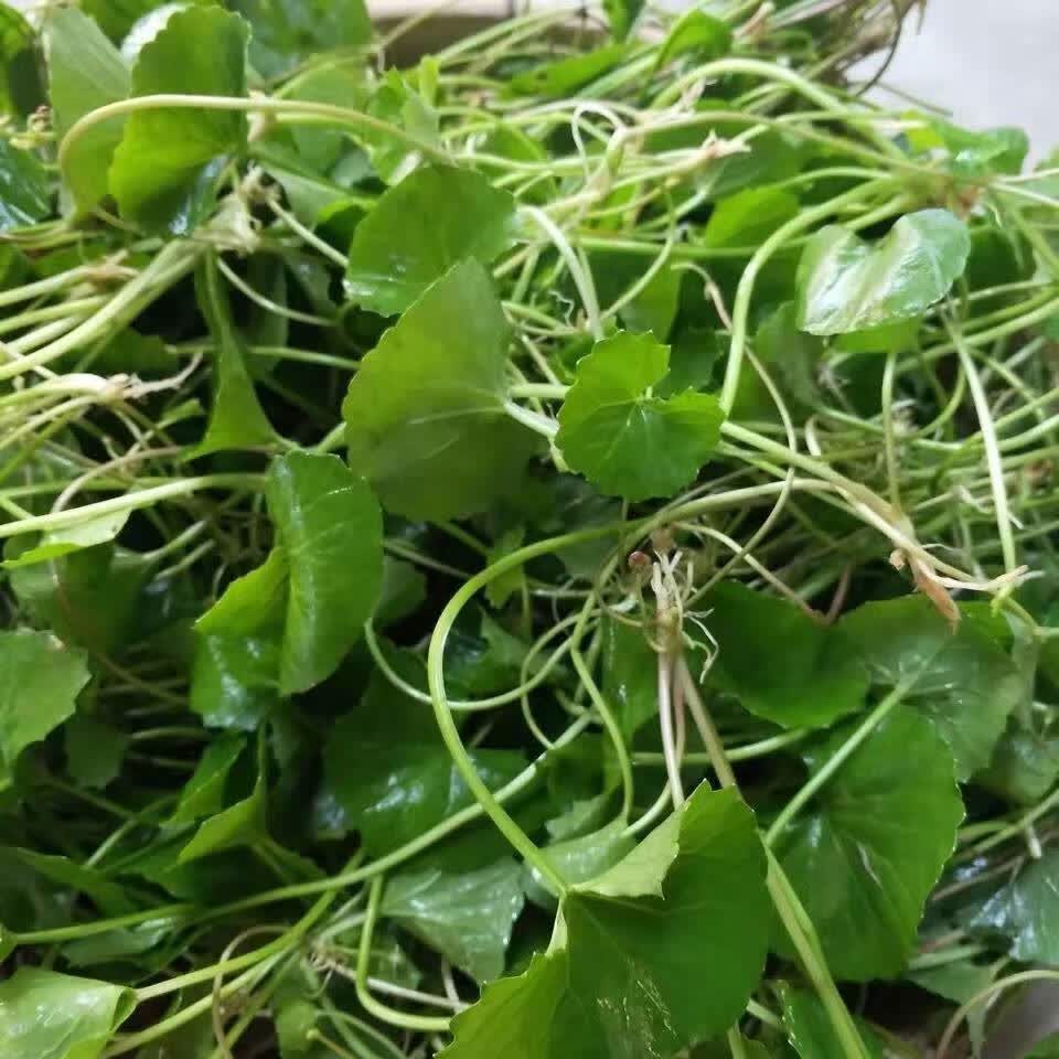 新鲜积雪草广西新鲜雷公根崩大碗马蹄草灯盏菜 凉茶饮品凉拌 250g