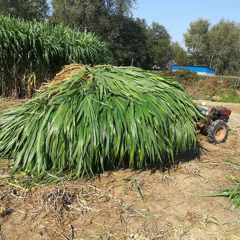 萌蕴(mengyun)巨菌草种节巨菌草种籽多年生牧草皇竹草种甜象草种节红