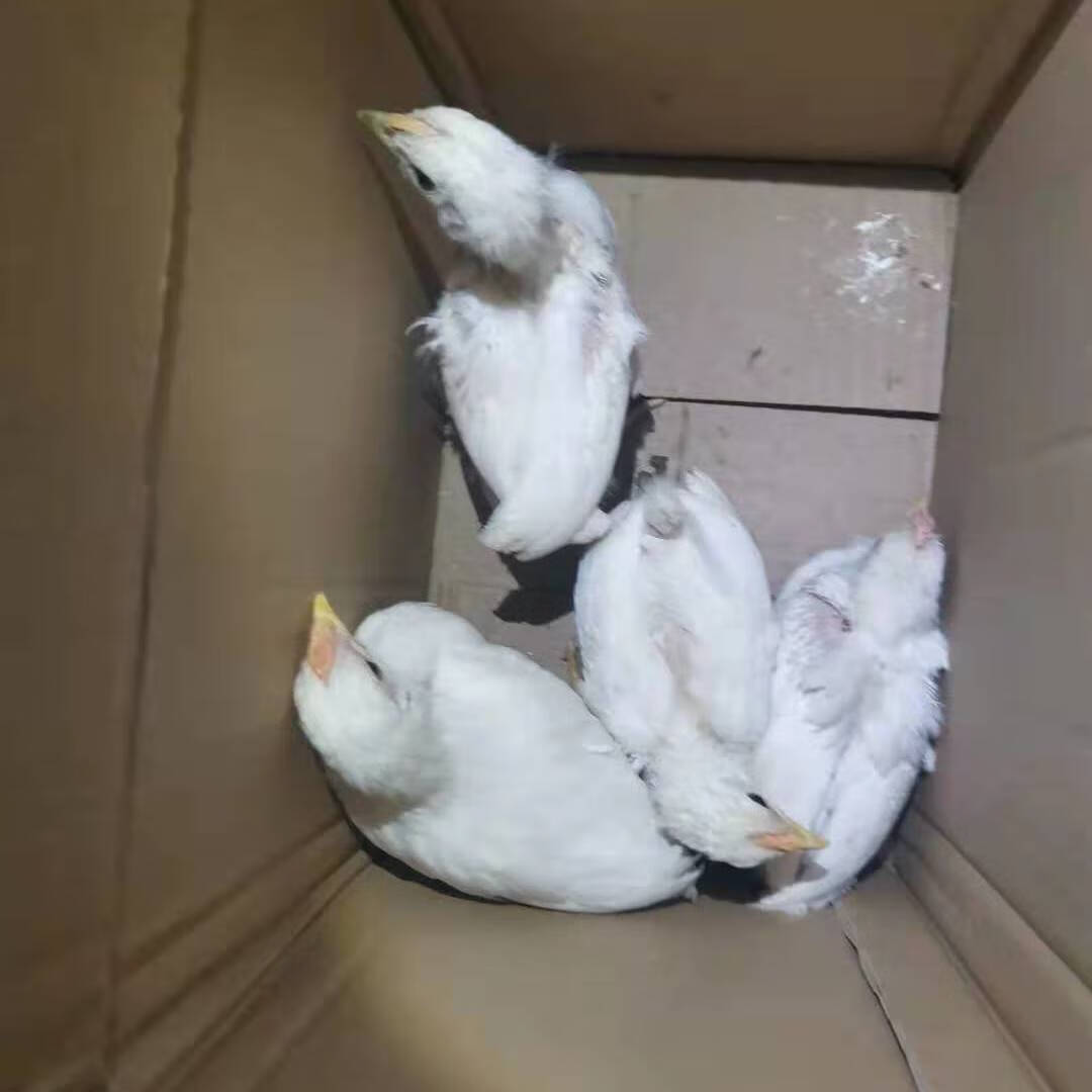纯白公鸡白来航高产蛋鸡苗白公鸡母鸡苗白羽毛鸡白羽鸡药引 半斤左右5