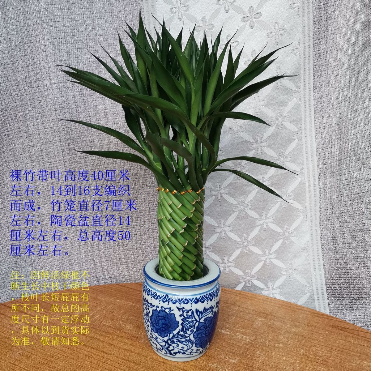 麦桑荷海南带根富贵竹绿植盆栽花卉水养易活好养室内办公风水竹 编织