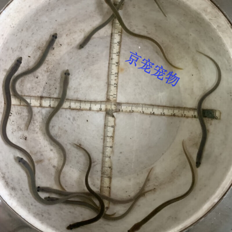采缇(caiti)花鳗鱼 白鳝 河鳗苗 鳗鲡苗 青鳗苗 顺丰活体包活 15厘米