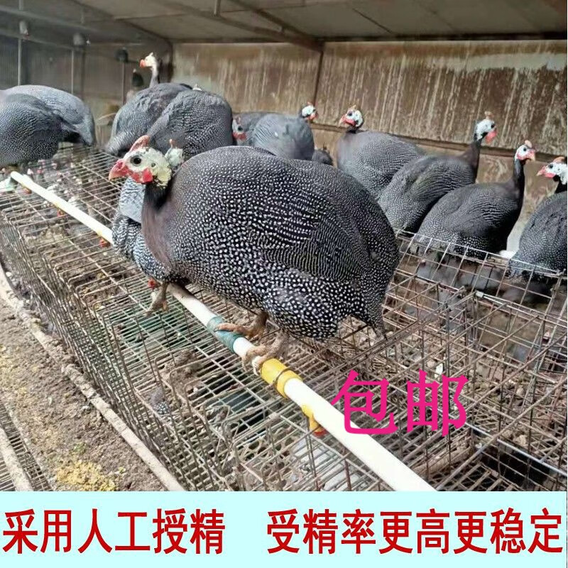 珍珠鸡种蛋受精蛋可孵化珍禽小苗纯种珍珠受精真珠种蛋 10枚