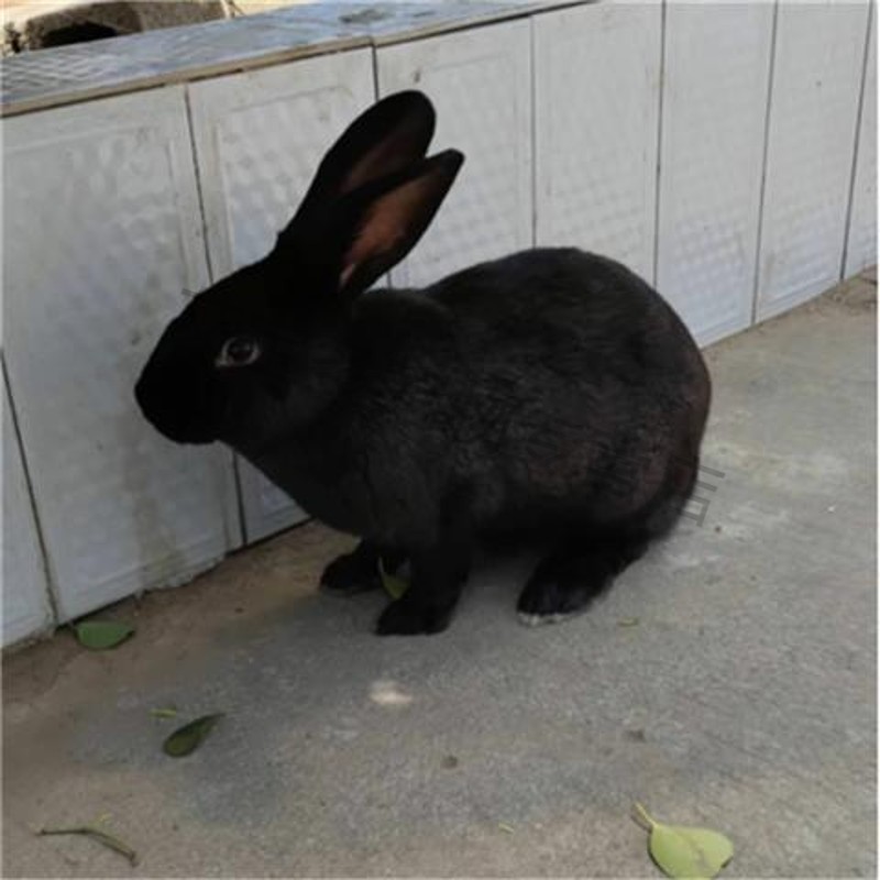 养殖中华莲山黑兔种兔肉兔活体大型纯黑兔成年种兔可繁殖 中华黑兔3斤