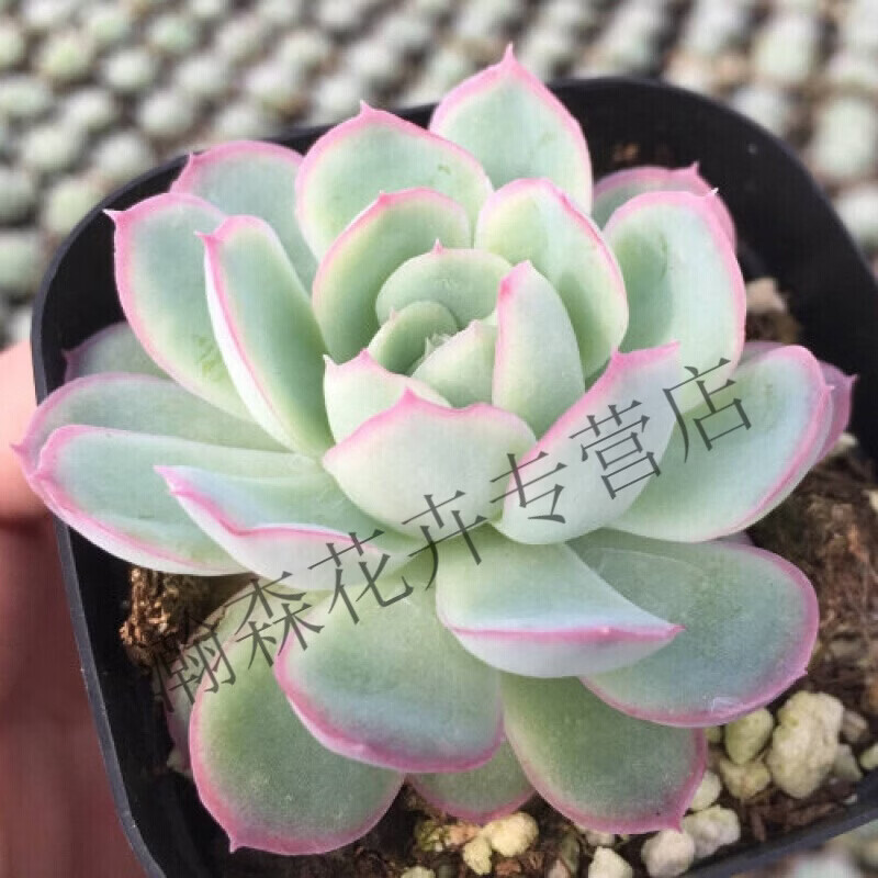 多肉植物蓝松稀有品种多年生巨型大棵肉嘟嘟室内花 粉月影5cm左右 不