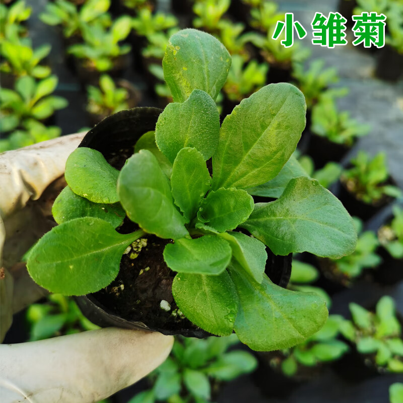 四季易种阳台室外耐寒花卉菊花小苗球形花 小雏菊颜色随机(营养钵苗)
