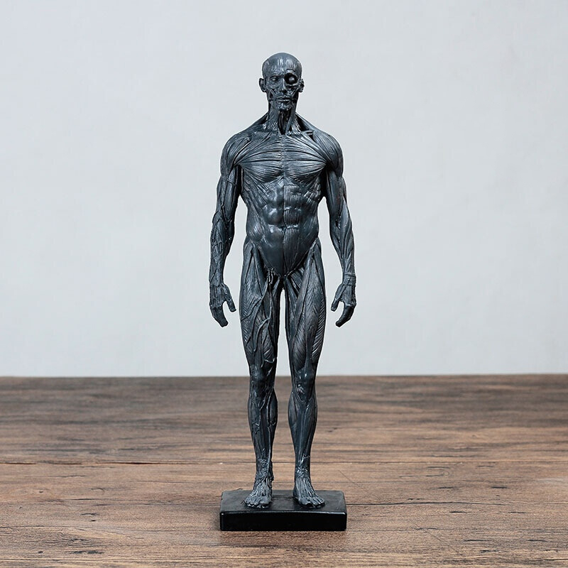 骨骼绘画cg参考标版解剖美术临摹雕塑仿真 人体模型 亚浅灰 男肌肉