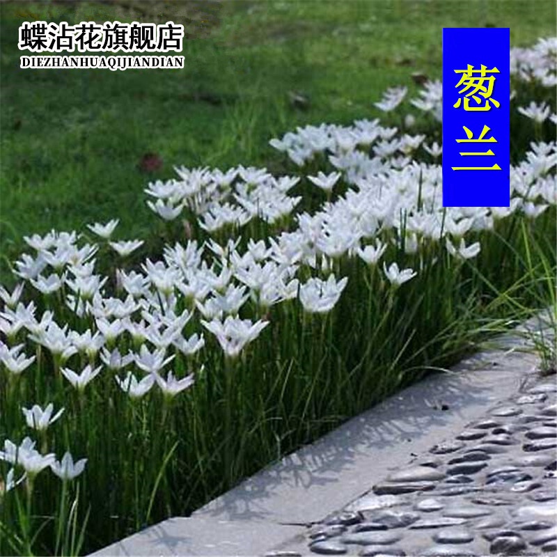 蝶沾花葱兰种球白花矮生花草多年生耐寒耐荫花卉庭院盆栽 葱兰 40颗