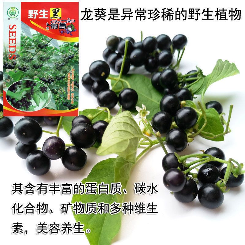 野生黑葡萄种子龙葵黑葡萄种籽老品种野葡萄籽甘甜多汁营养丰富 野生