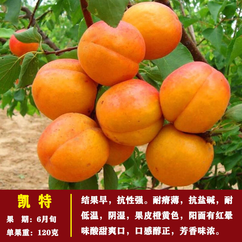 含语彤 杏树苗新品种蜜香白杏子苗嫁接特大早熟杏子树苗杏树当年结果