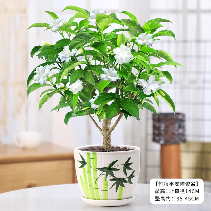 华煜丁香花树苗盆栽庭院花卉绿植盆景 丁香花 竹报平安陶瓷盆 肥料