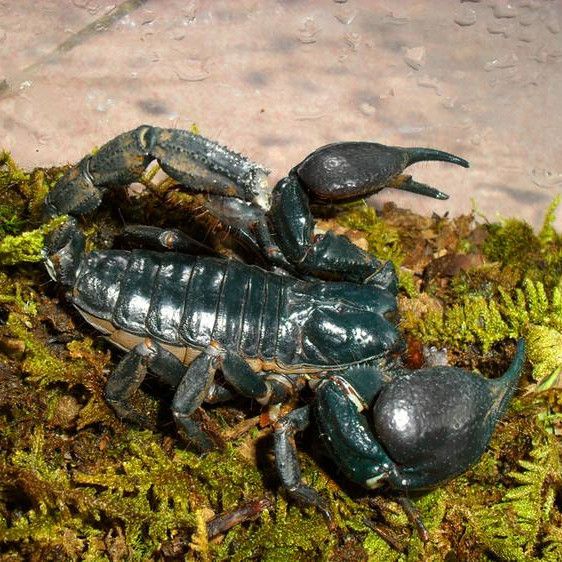 亚洲宠物蝎子雨林蝎大黑蝎子温顺宠物蝎公母繁殖组包活异宠 雨林蝎6