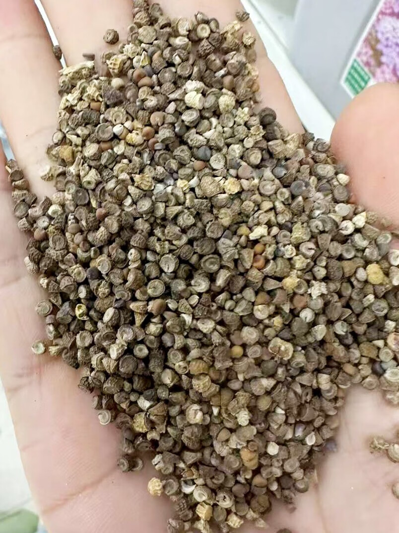 芗苒锦葵种子四季花苗用花籽种籽籽 锦葵种子一斤