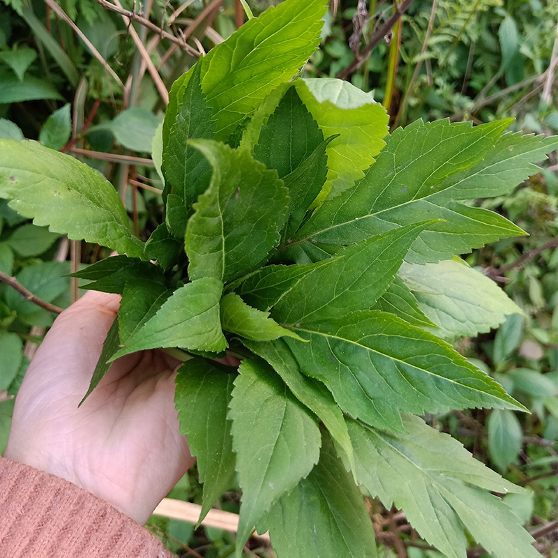 源外 重庆原生态纯山野野菜公去热苦菜苦斋婆苦丁菜酱败菜2斤现摘