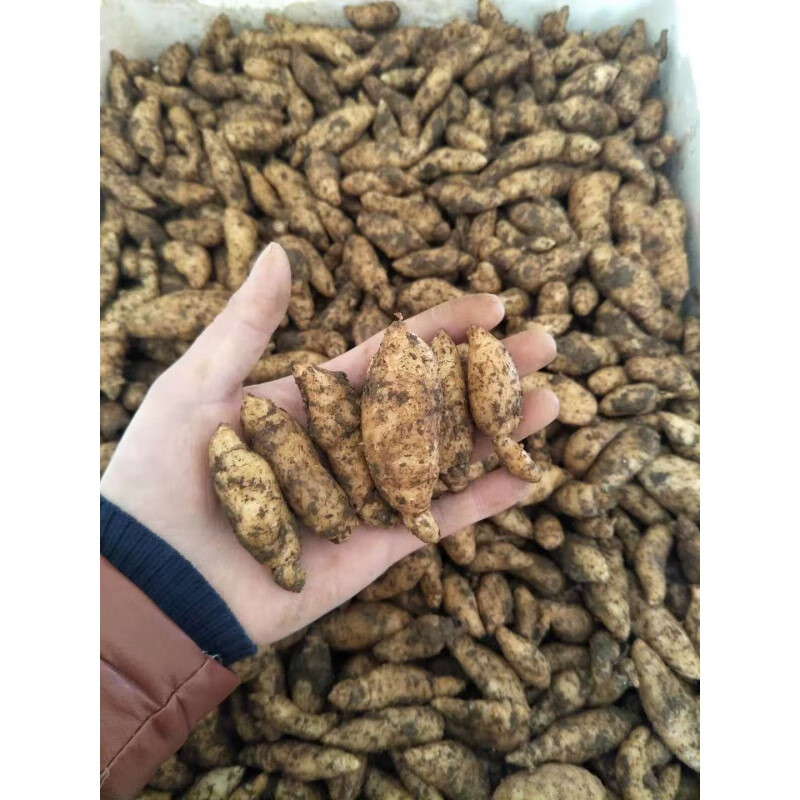 天麻种子/乌红杂交0代天麻种子/高产天麻籽/天麻种植苗/天麻种麻