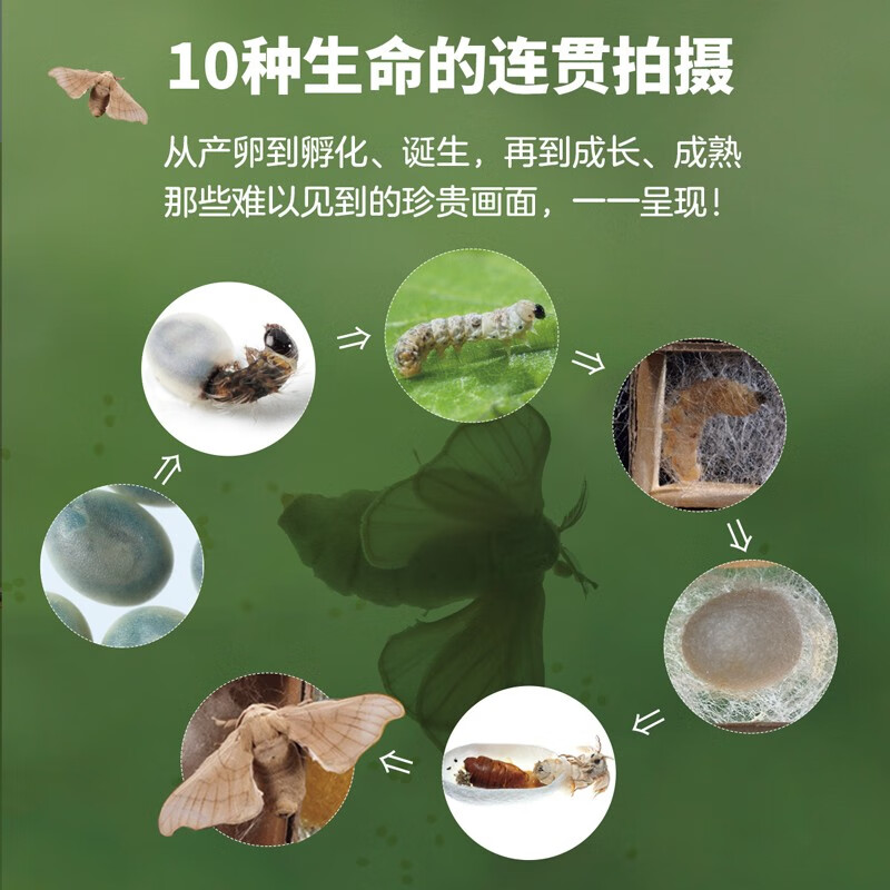 生命的故事 第2辑10册 高清实拍昆虫动物世界 蚕 蝉 蟋蟀 蜗牛 蚱蜢 自然生命简史历程百科绘本 3-6岁儿童科普图书《人民日报》推荐 生命的故事 第2辑10册