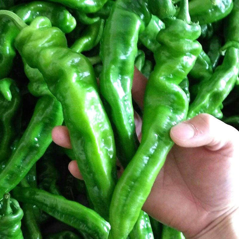 螺丝椒辣椒苗香辣特大辣椒种籽螺丝椒薄皮南方盆栽蔬菜苗秧孑 脆辣