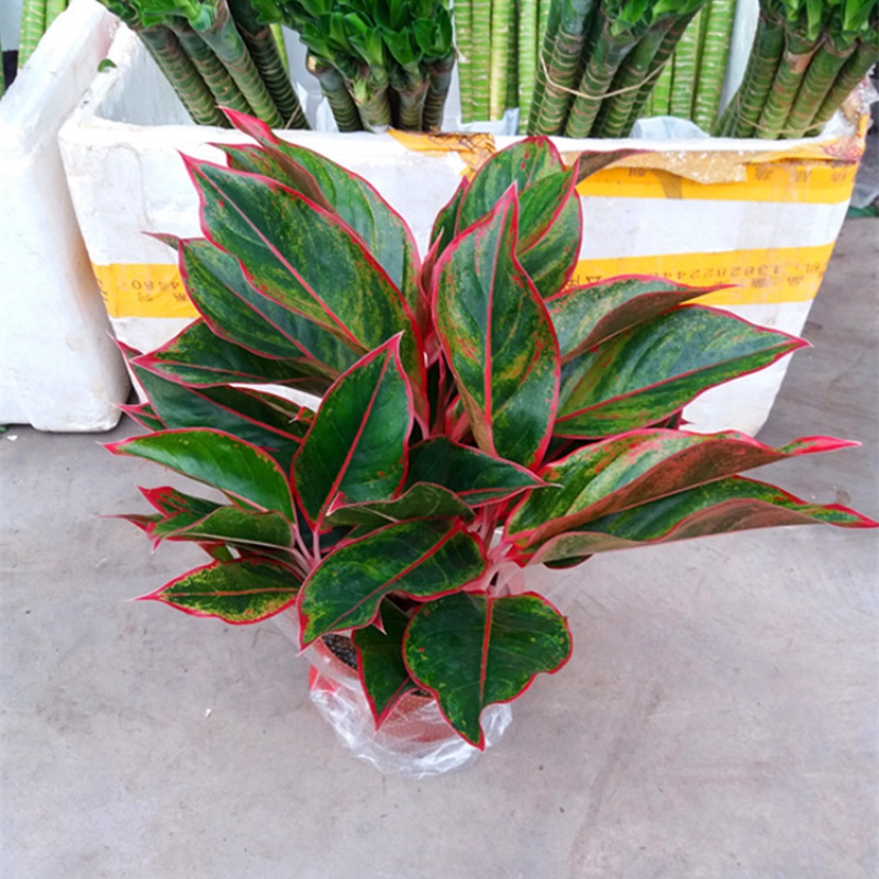 红钻盆栽红纹皇后室内客厅办公室四季常青花卉植物桌面观叶观花 红钻
