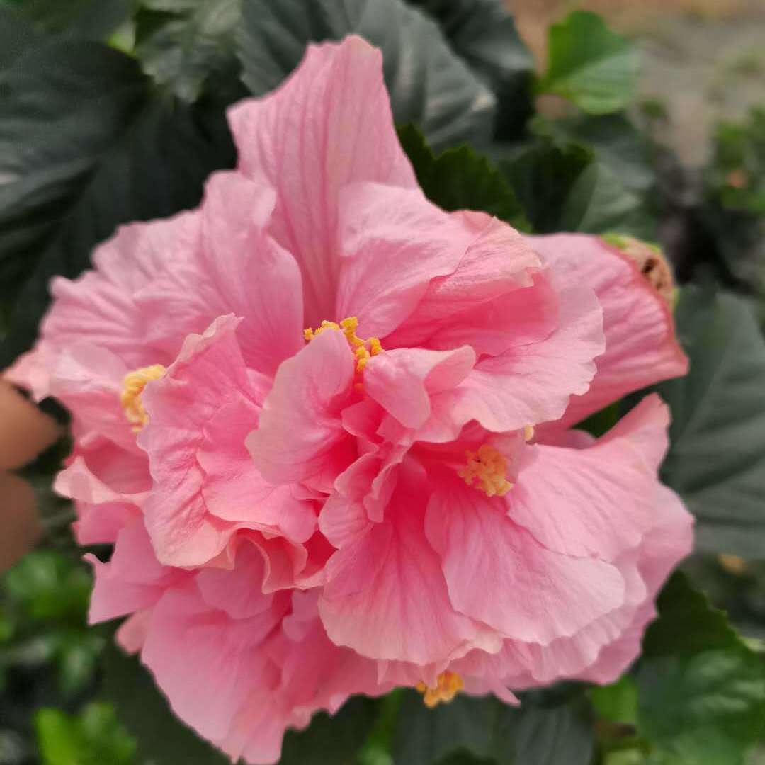 【精品绿植】进口丹麦木槿花卉观花植物客厅庭院盆栽四季开花带花发货