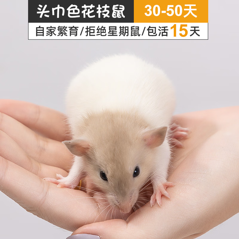 亲人幼崽视频一对一挑选疫有苗证安全健康干净宠物活物 头巾色花枝鼠