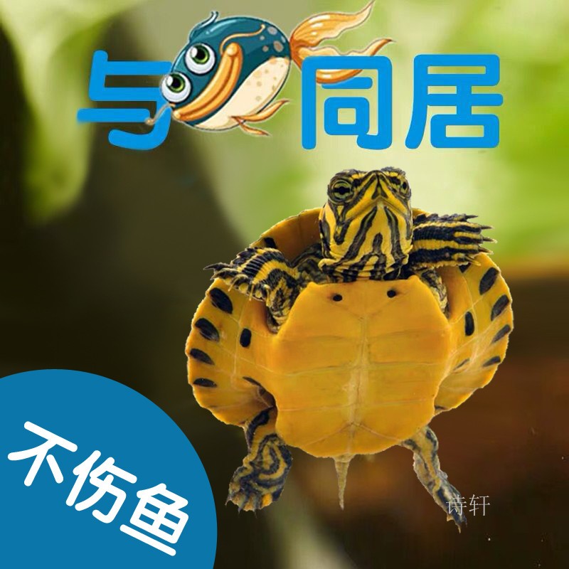 京东查看查询异宠活体历史价格走势|异宠活体价格走势