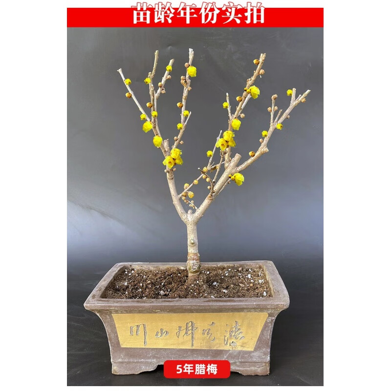 clcey腊梅浓香型红绿梅盆栽老桩苗耐寒耐旱秋冬季室内庭院好养易活