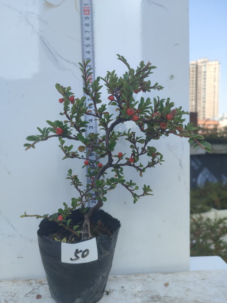 姒桀平枝荀子掌上微形小叶红花盆景阳台茶几摆件假山组合盆景趣味绿植