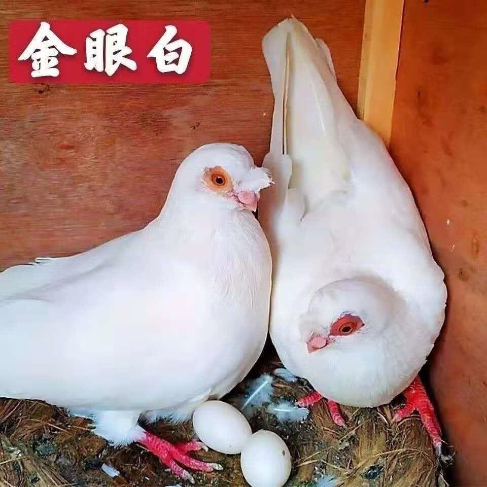 观赏鸽金眼白宠物鸽子短嘴疆系豆眼白鸽子种鸽一对活体包活包健康 金