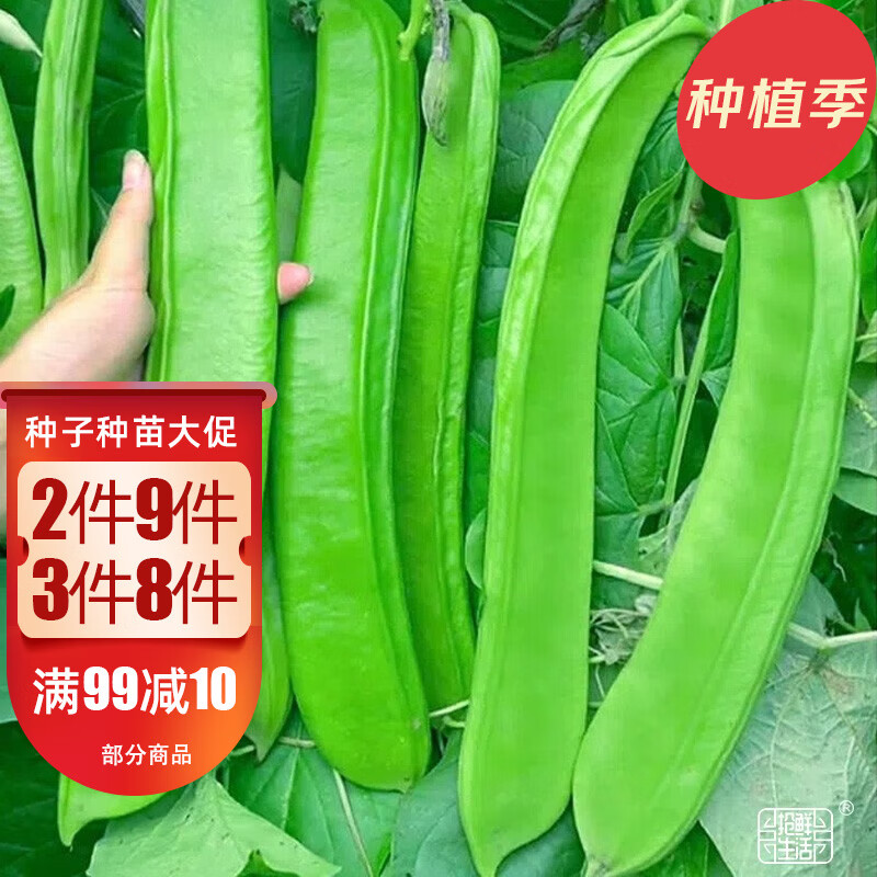 大禹大刀豆籽种子四季架豆扁豆角阳台春季蔬菜家庭种植 白刀豆种子 30