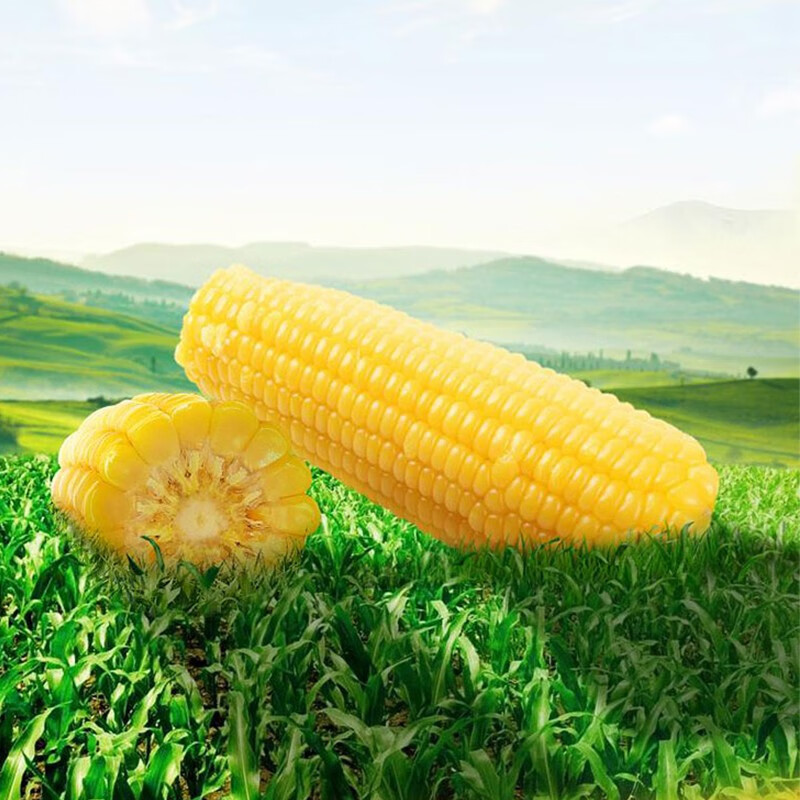佟创 东北玉米黄糯玉米棒 真空包装甜玉米生鲜  黄糯玉米净重200g*8