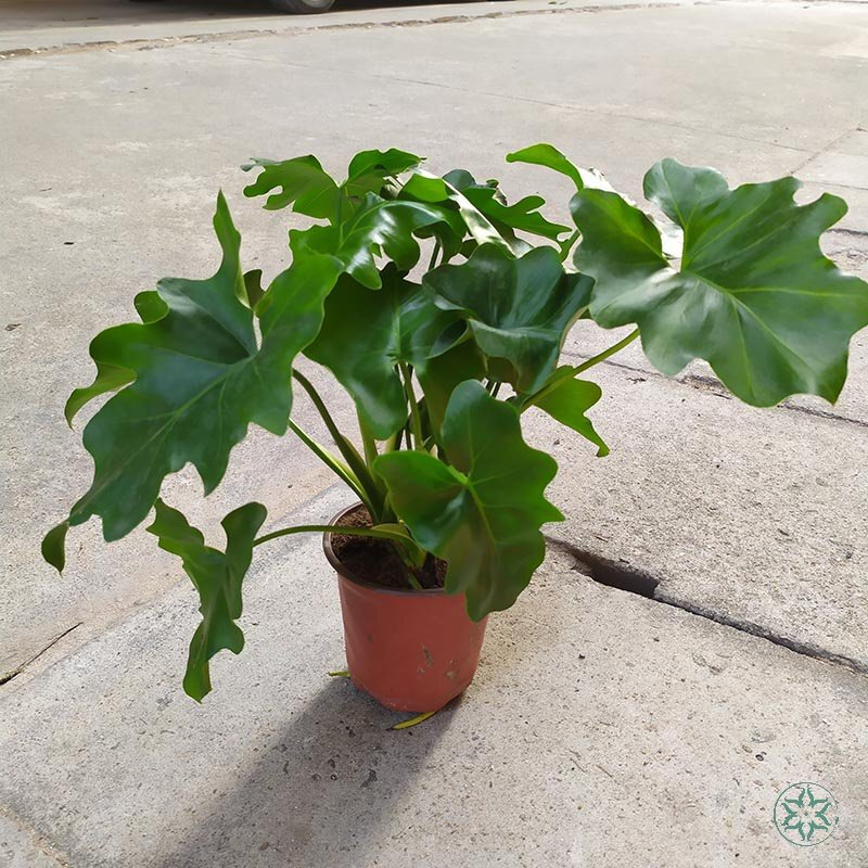 大叶春羽 春雨春羽植物蔓绿绒龙鳞大叶老桩水培室内观叶大盆栽绿植z5