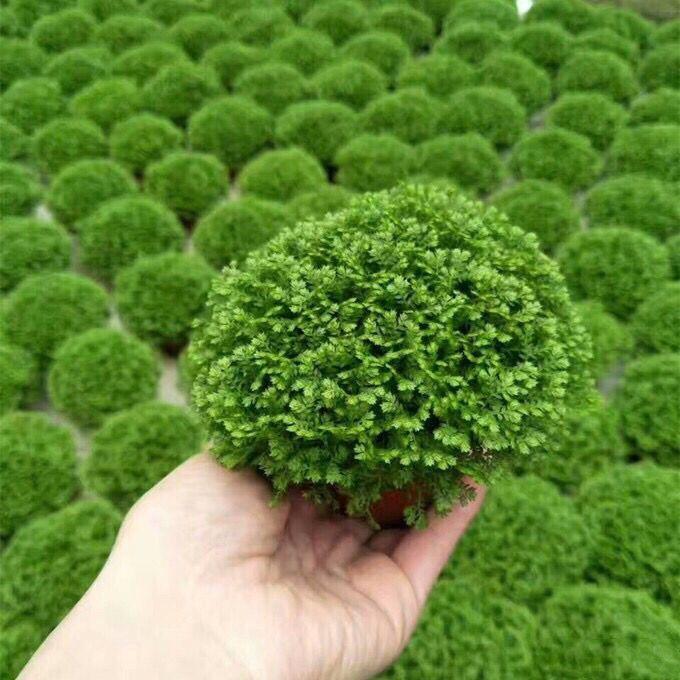 江影清情人草 蕨类植物 幸福草室内桌面绿植盆栽花卉