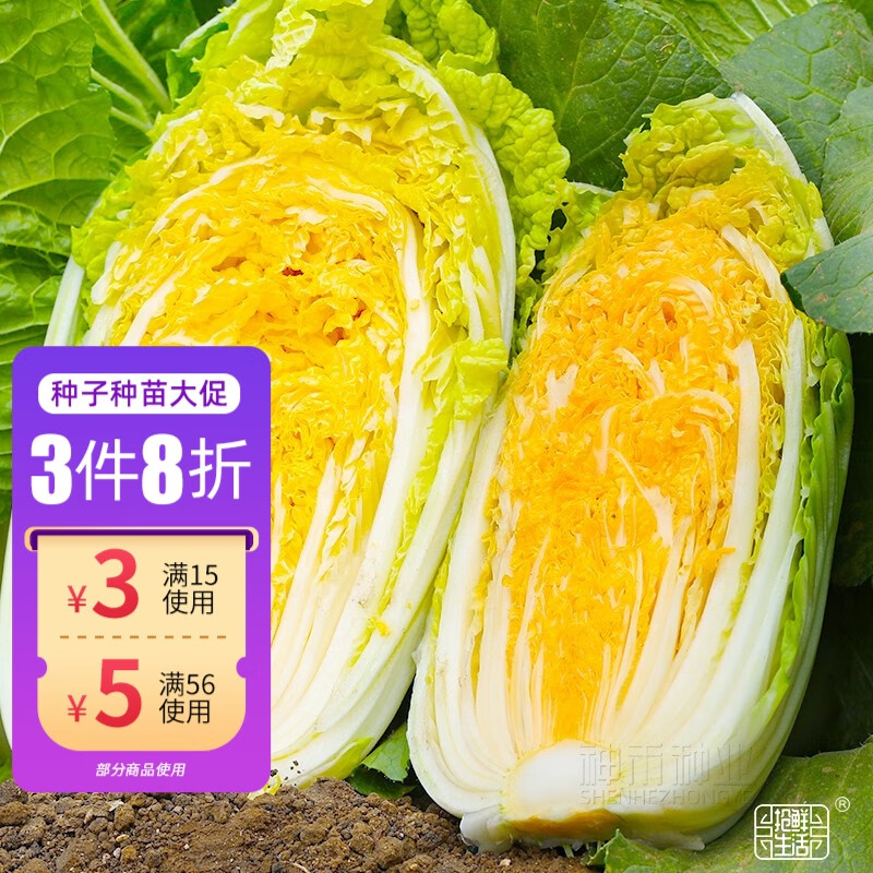 神禾黄心大白菜种子山东胶州春季种植蔬菜籽 cr黄心白菜种子 10g【味
