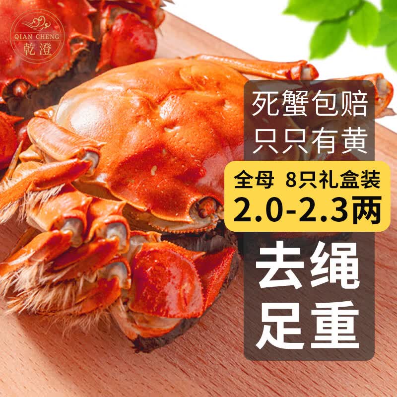 【活蟹】乾澄大闸蟹鲜活现货 全母2-2.3两8只 去绳足重生鲜螃蟹河蟹中秋国庆礼盒怎么样,好用不?