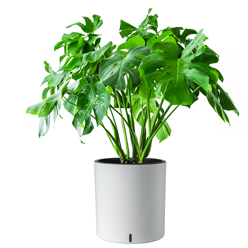 虹越龜背竹觀(guān)葉盆栽 大型綠植物ins風(fēng)室內裝飾家居裝飾綠植順豐包郵 80-90CM 原盆 + 5.0圓白吸水盆