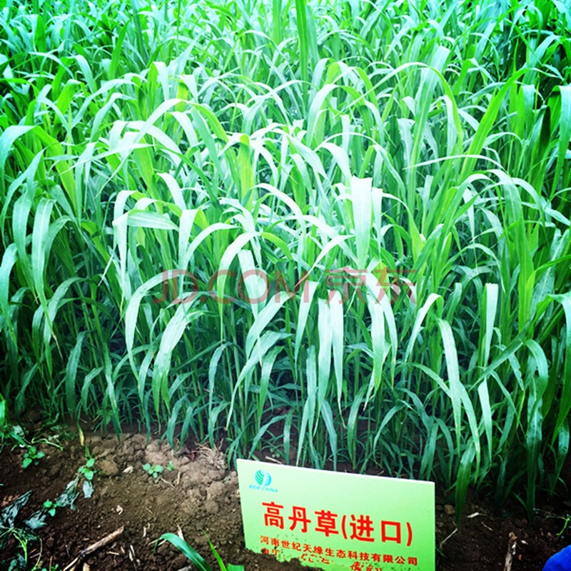 杂交四季高产养殖猪牛羊兔鱼草种楚风汉韵 杂交高产 高丹草种子半斤