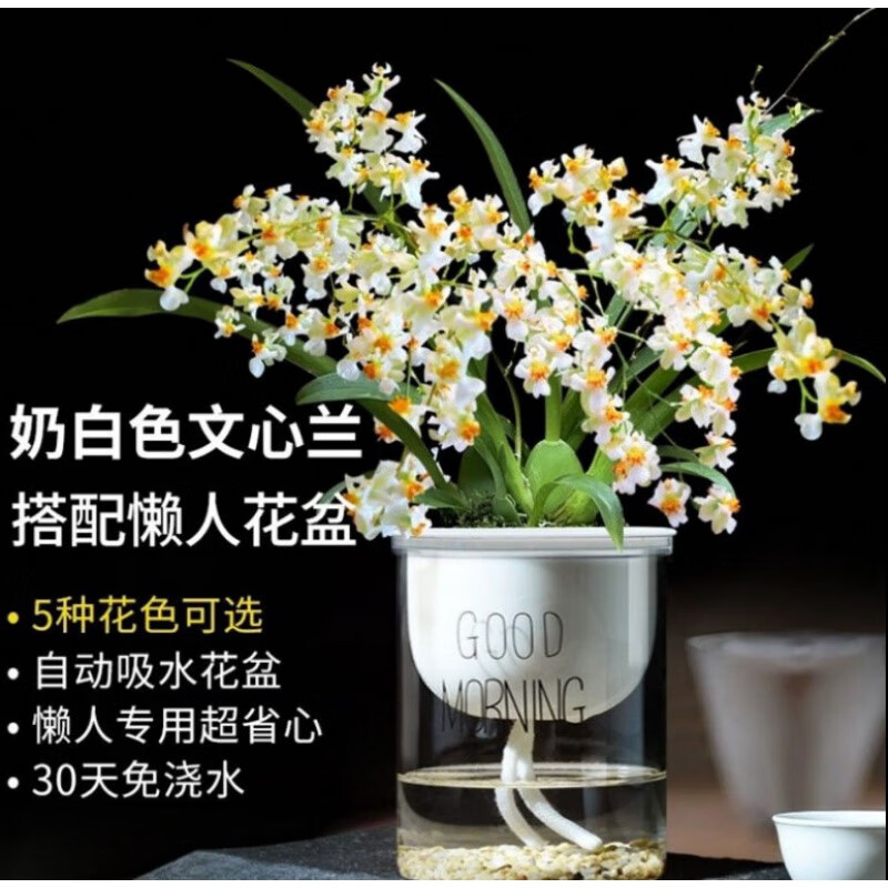 文心兰水培带花苞梦香兰水栽水养花盆懒人盆特级香水味室内 白色2苗