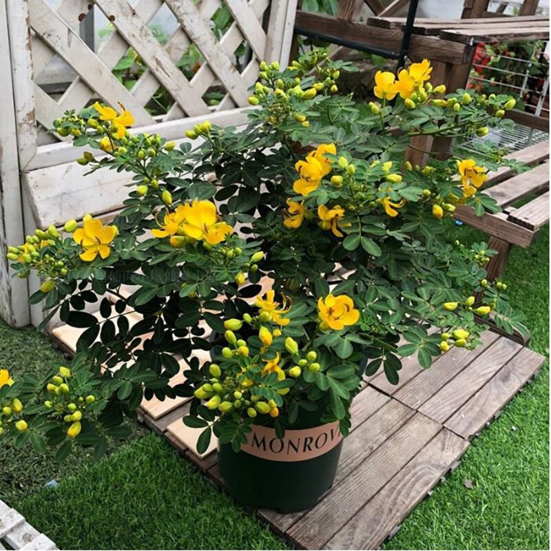 御春阁黄金梅盆栽木本植物庭院花黄金梅树苗多年生花卉露天室外室内