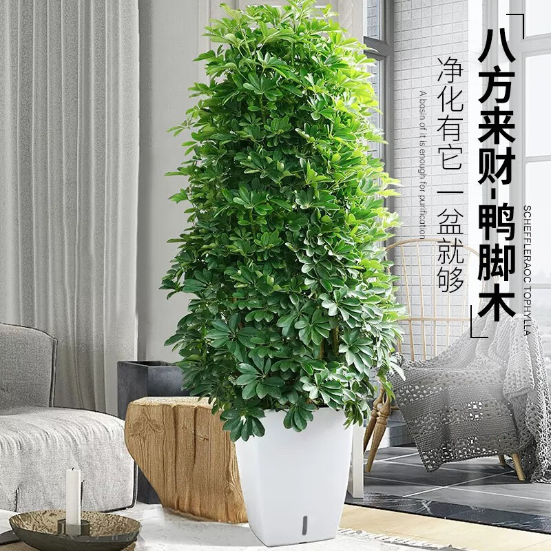 叹为观止大型植物鸭脚木办公室室内客厅大盆景植物盆栽花卉绿植苗八方来财 90到1米高如此图展示 含盆